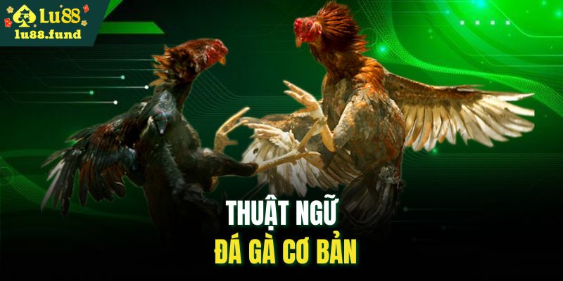 Thuật ngữ đá gà cơ bản